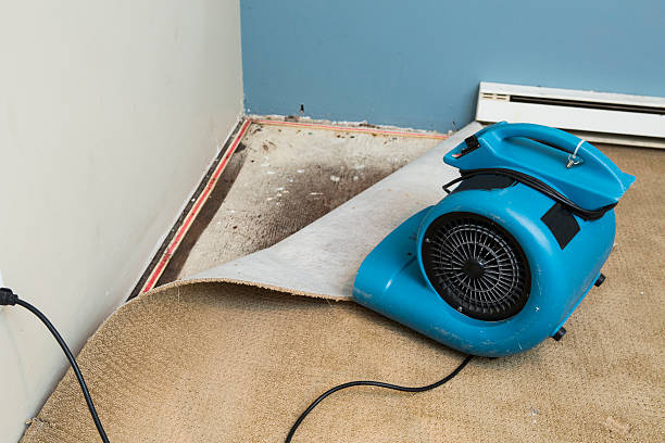 Best Flood damage cleanup  in Lamesa, TX